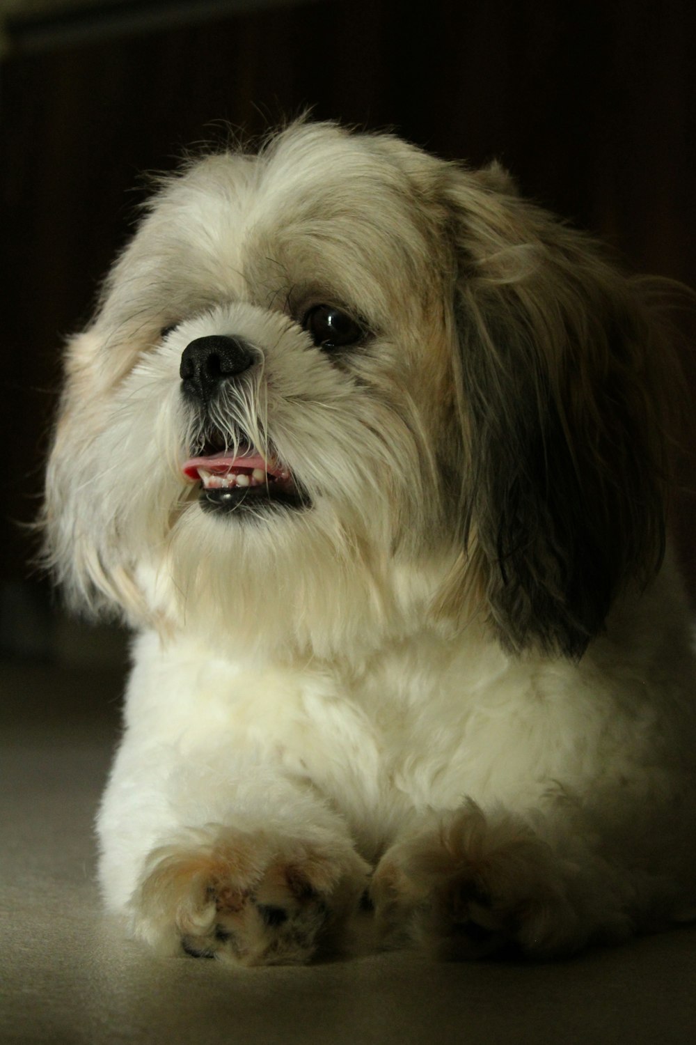 Foto Shih tzu blanco y marrón – Imagen Perro gratis en Unsplash