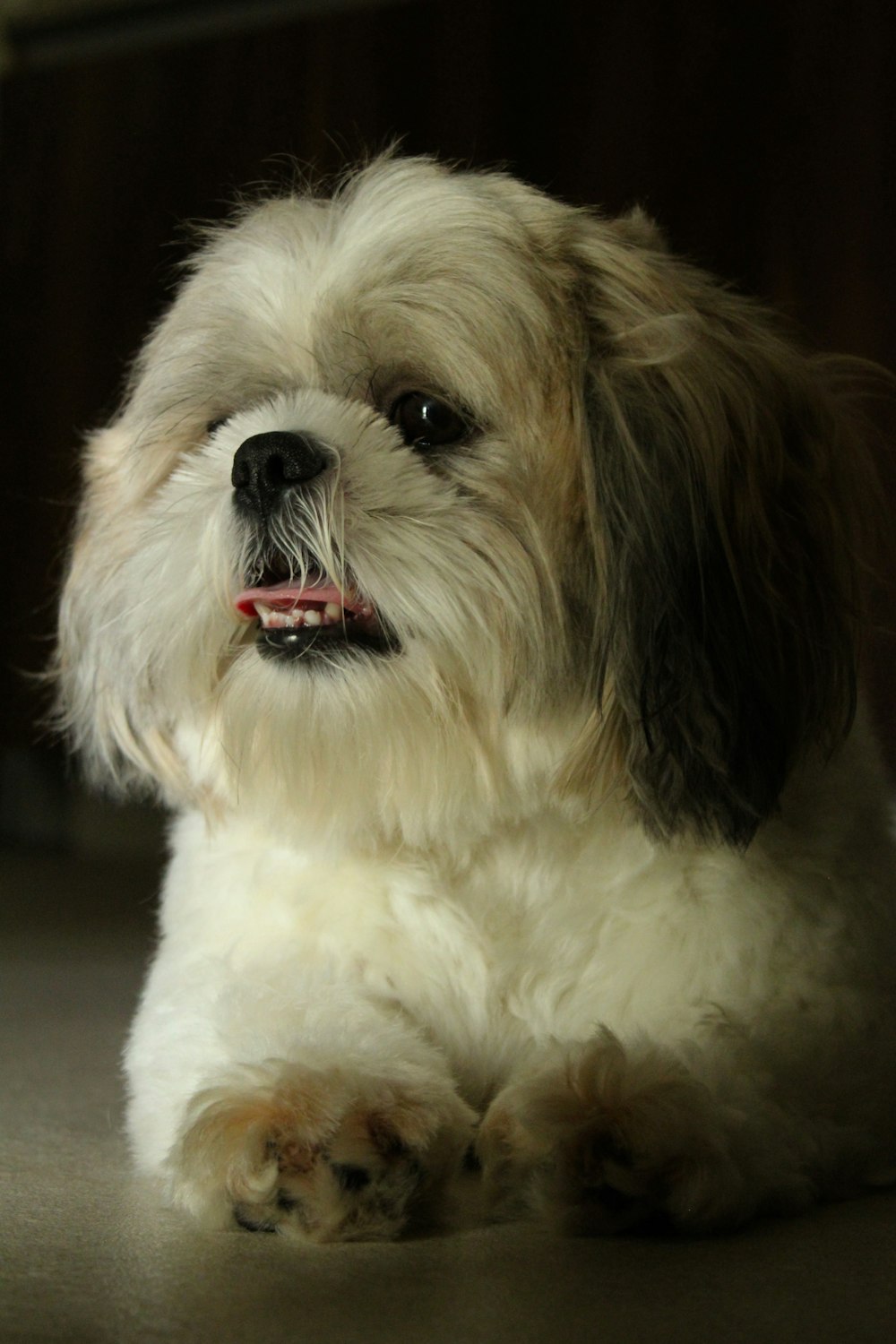 white and brown shih tzu