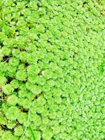 A dense mat of vibrant green plants, featuring small, tightly packed leaves that form a lush, textured surface. The plants appear healthy and are thriving, with occasional darker stems visible beneath the foliage.