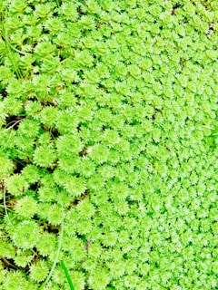 A dense mat of vibrant green plants, featuring small, tightly packed leaves that form a lush, textured surface. The plants appear healthy and are thriving, with occasional darker stems visible beneath the foliage.