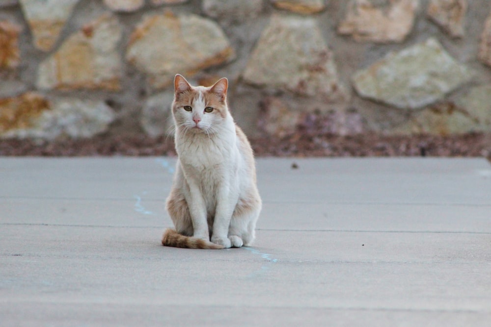 orange tabby cat on white floor