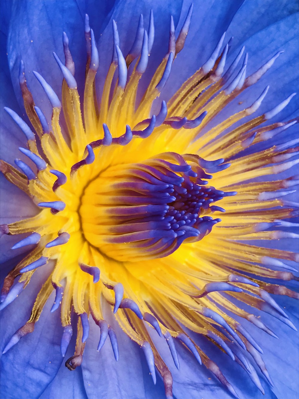 yellow and blue flower in close up photography