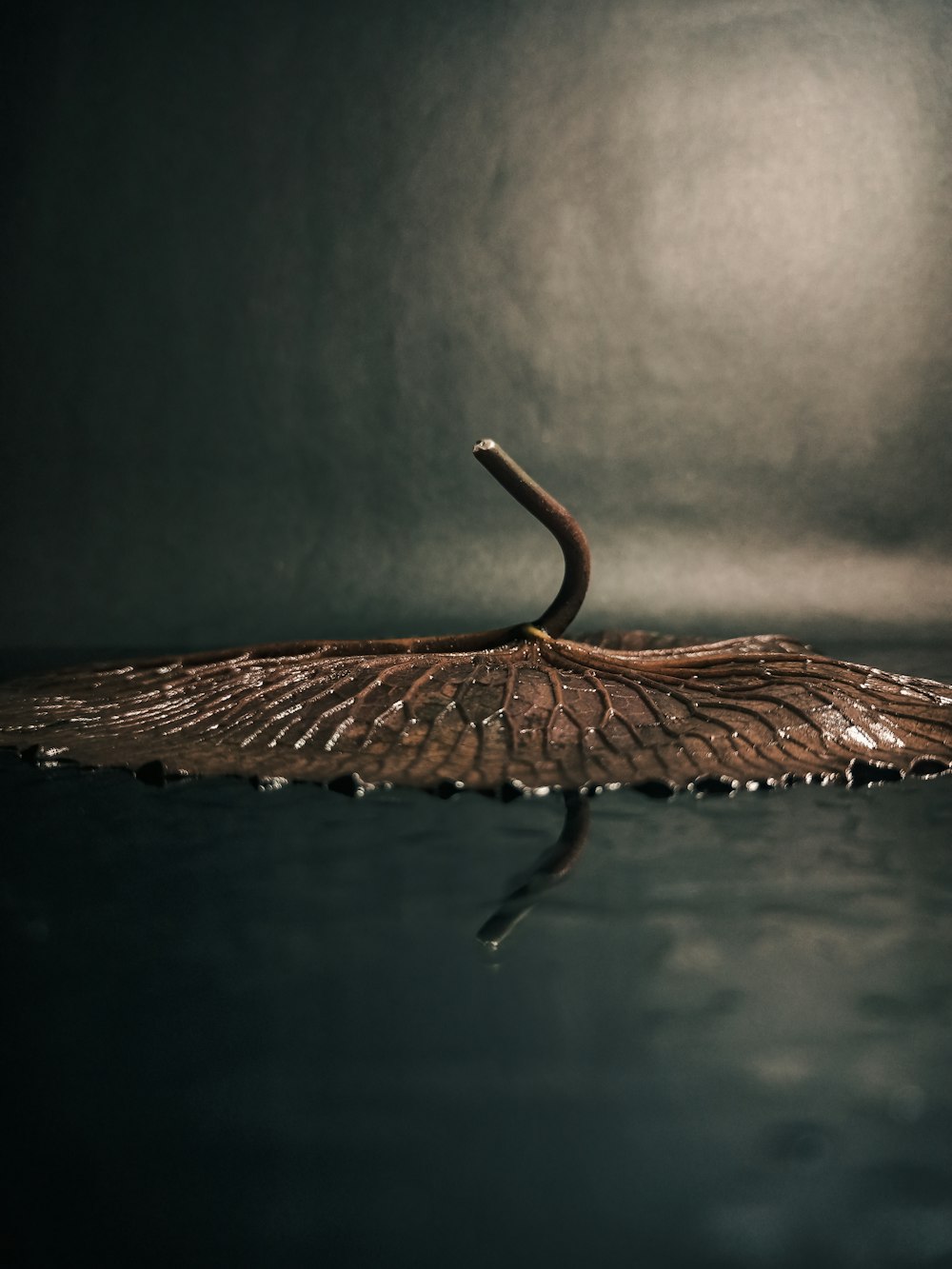 brown leaf on water during daytime