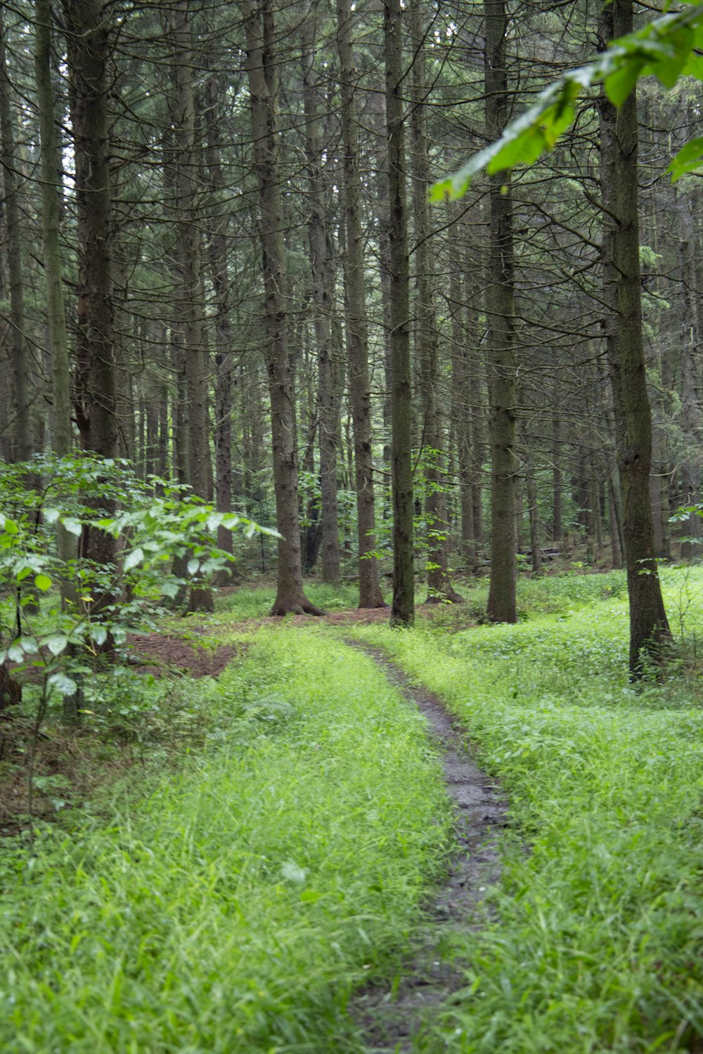 green grass and trees during daytime