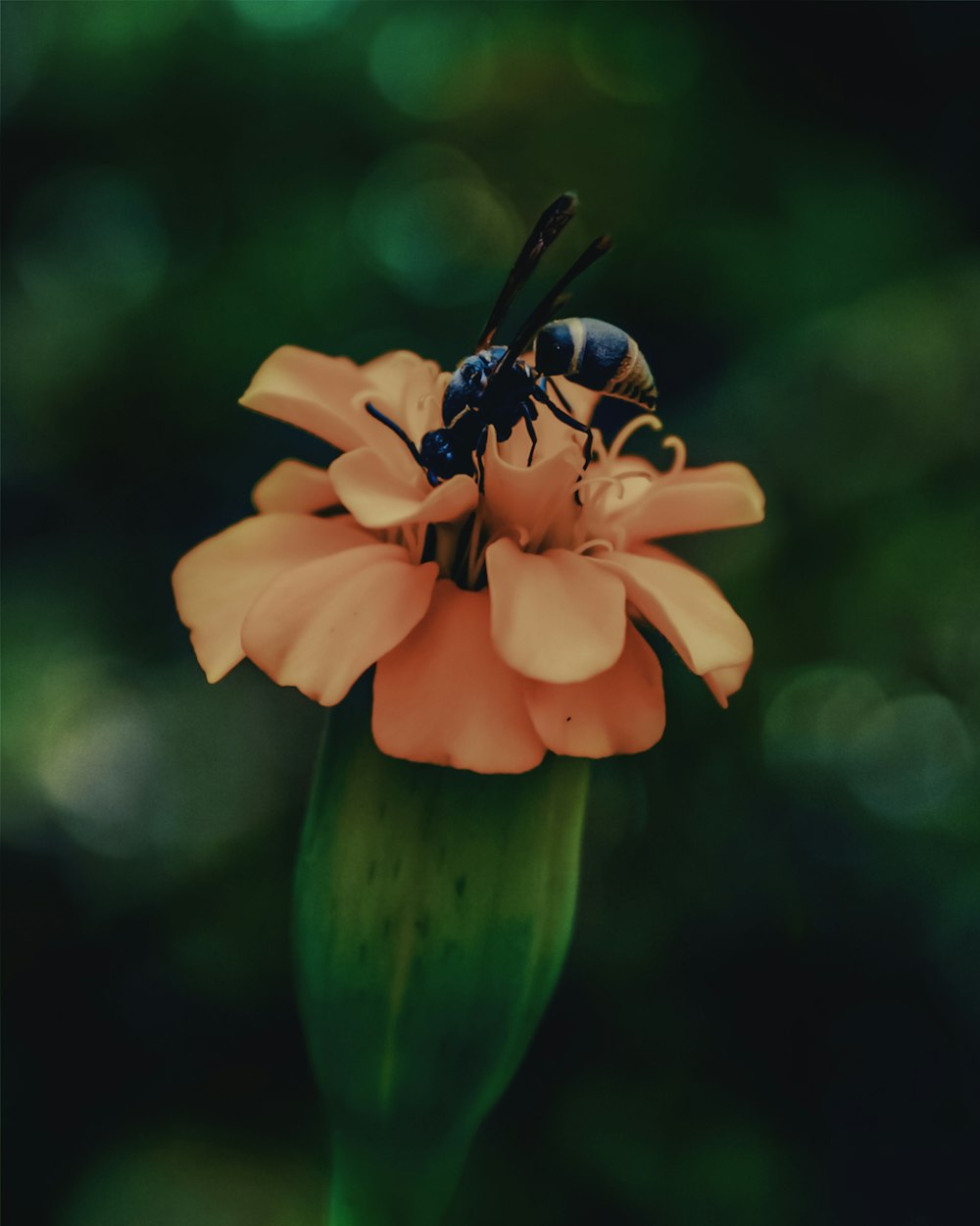 abeja negra y amarilla sobre flor amarilla