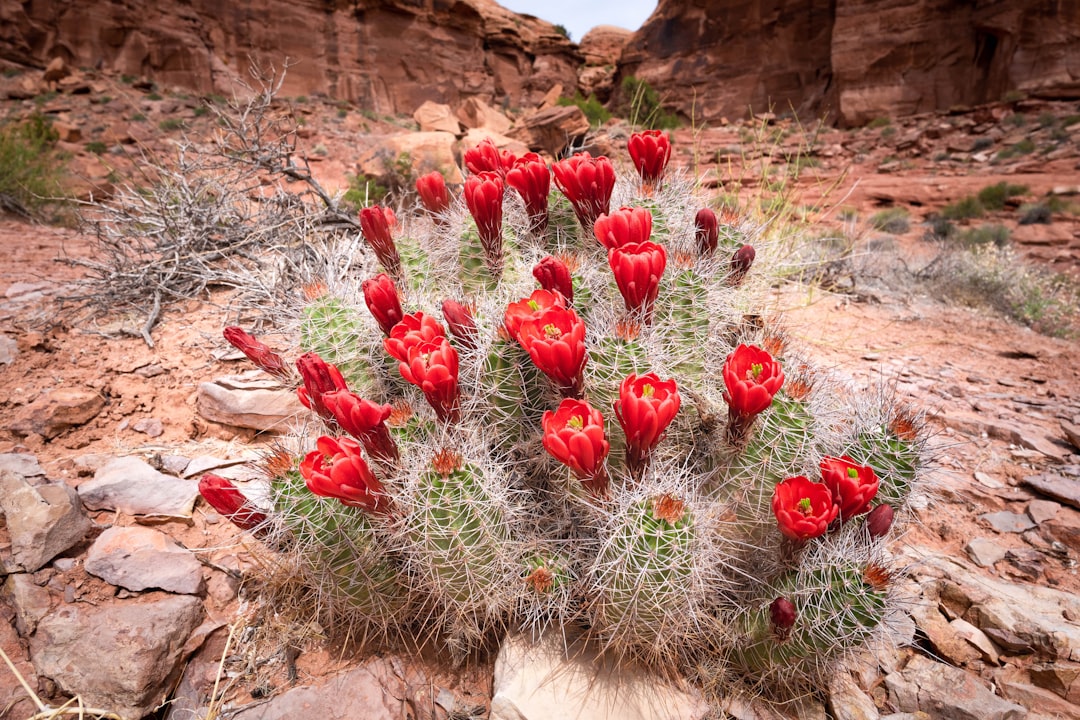 red flowers on brown rock,