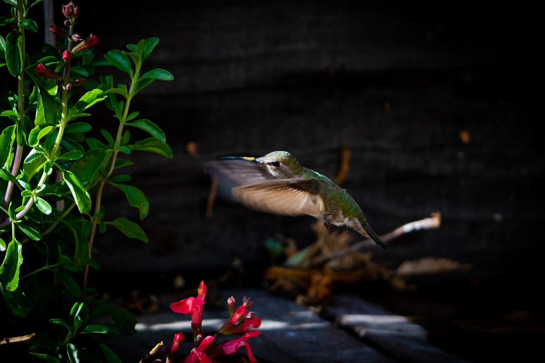 green and white bird flying near red flower