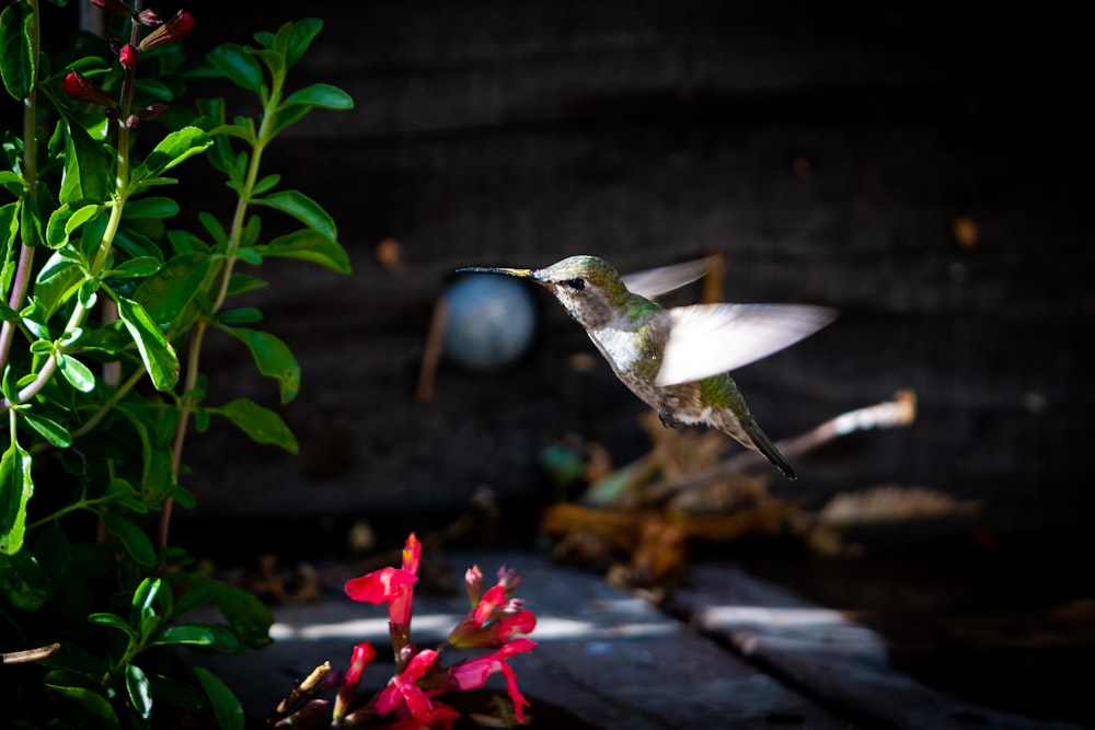 green and black humming bird flying near red flower