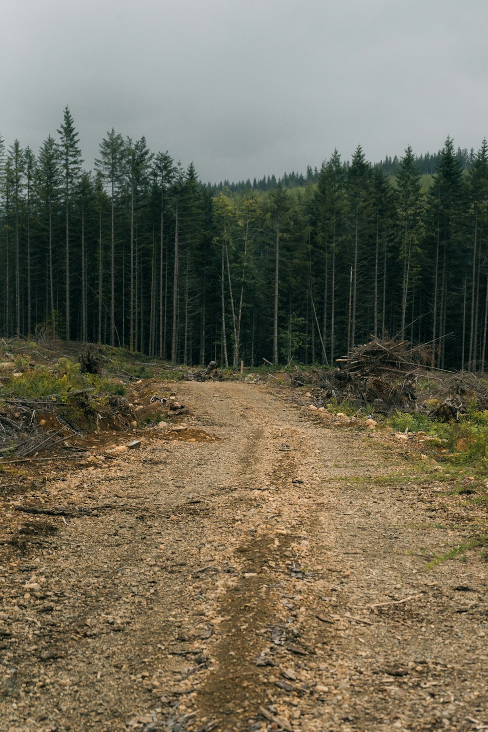 green pine trees on brown soil