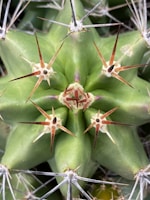 A close-up view of the top of a green cactus with prominent spines radiating from a central point. Each spine is sharp, long, and has a reddish-brown hue at the base, transitioning to white at the tips. The surface of the cactus is smooth, with a vibrant green color.