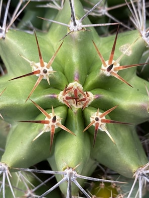 A close-up view of the top of a green cactus with prominent spines radiating from a central point. Each spine is sharp, long, and has a reddish-brown hue at the base, transitioning to white at the tips. The surface of the cactus is smooth, with a vibrant green color.