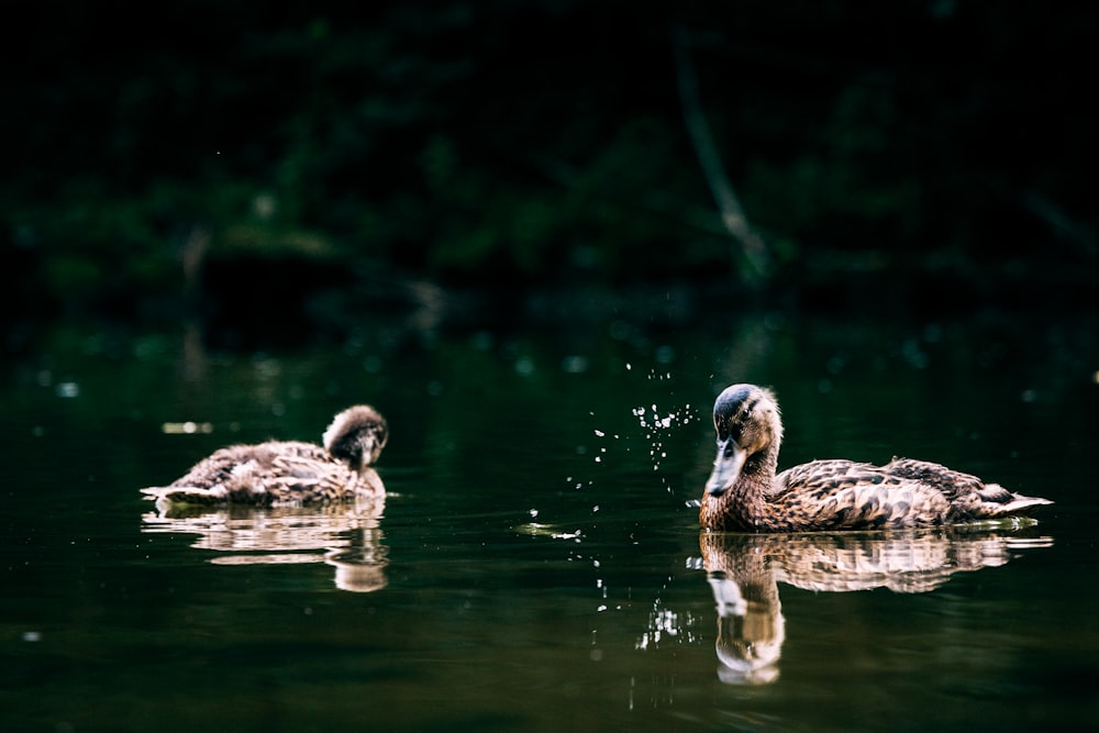 brown duck on water during daytime