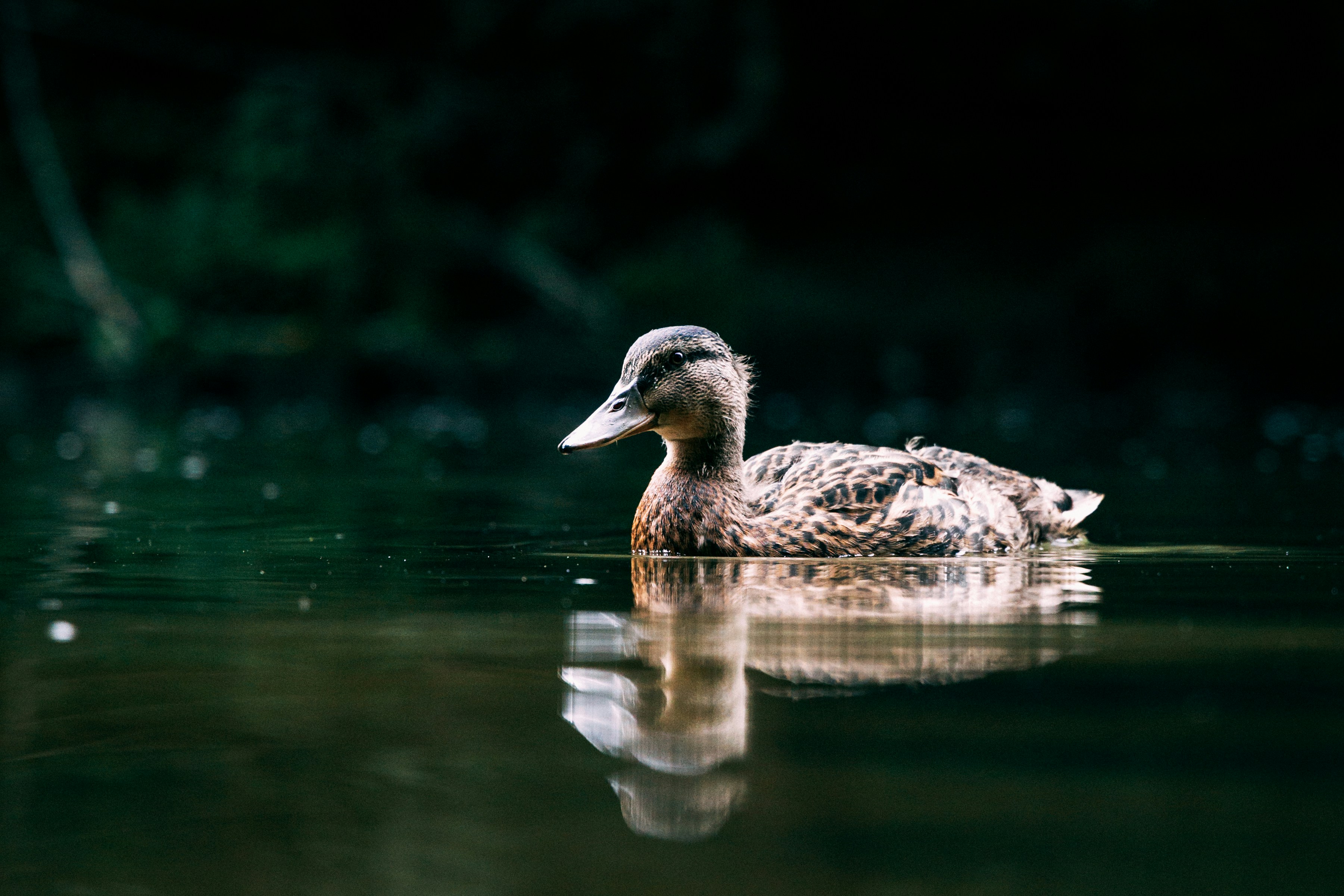 Photo by rossetijger