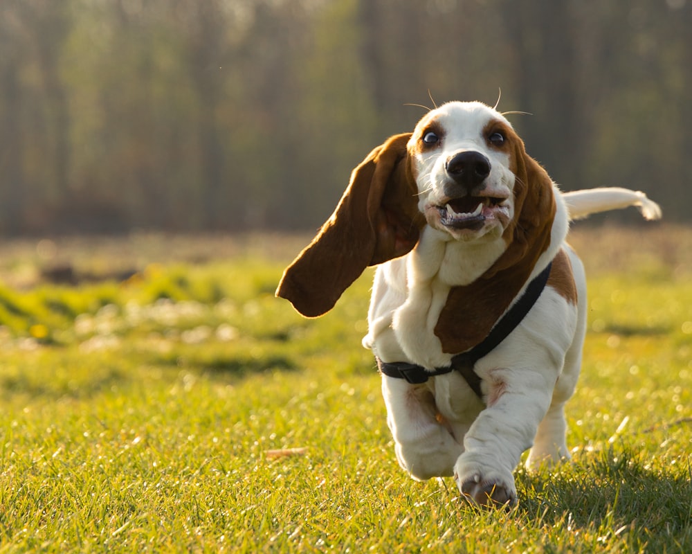 brauner und weißer kurzhaariger Hund tagsüber auf grünem Grasfeld