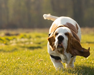 brown and white short coated dog on green grass field during daytime