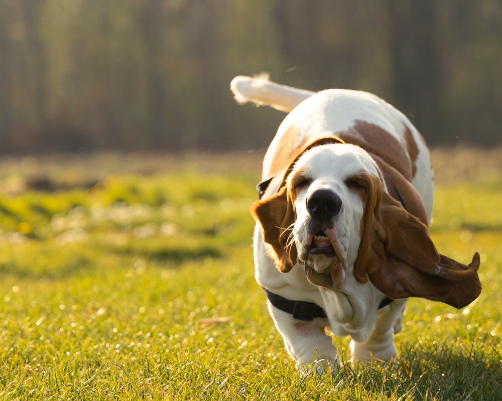 brauner und weißer kurzhaariger Hund tagsüber auf grünem Grasfeld