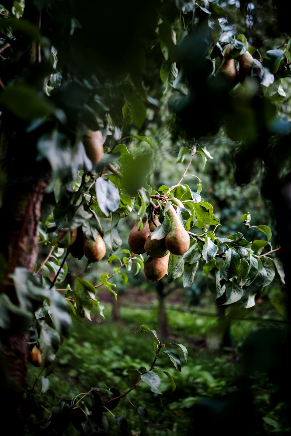 brown round fruit on tree during daytime