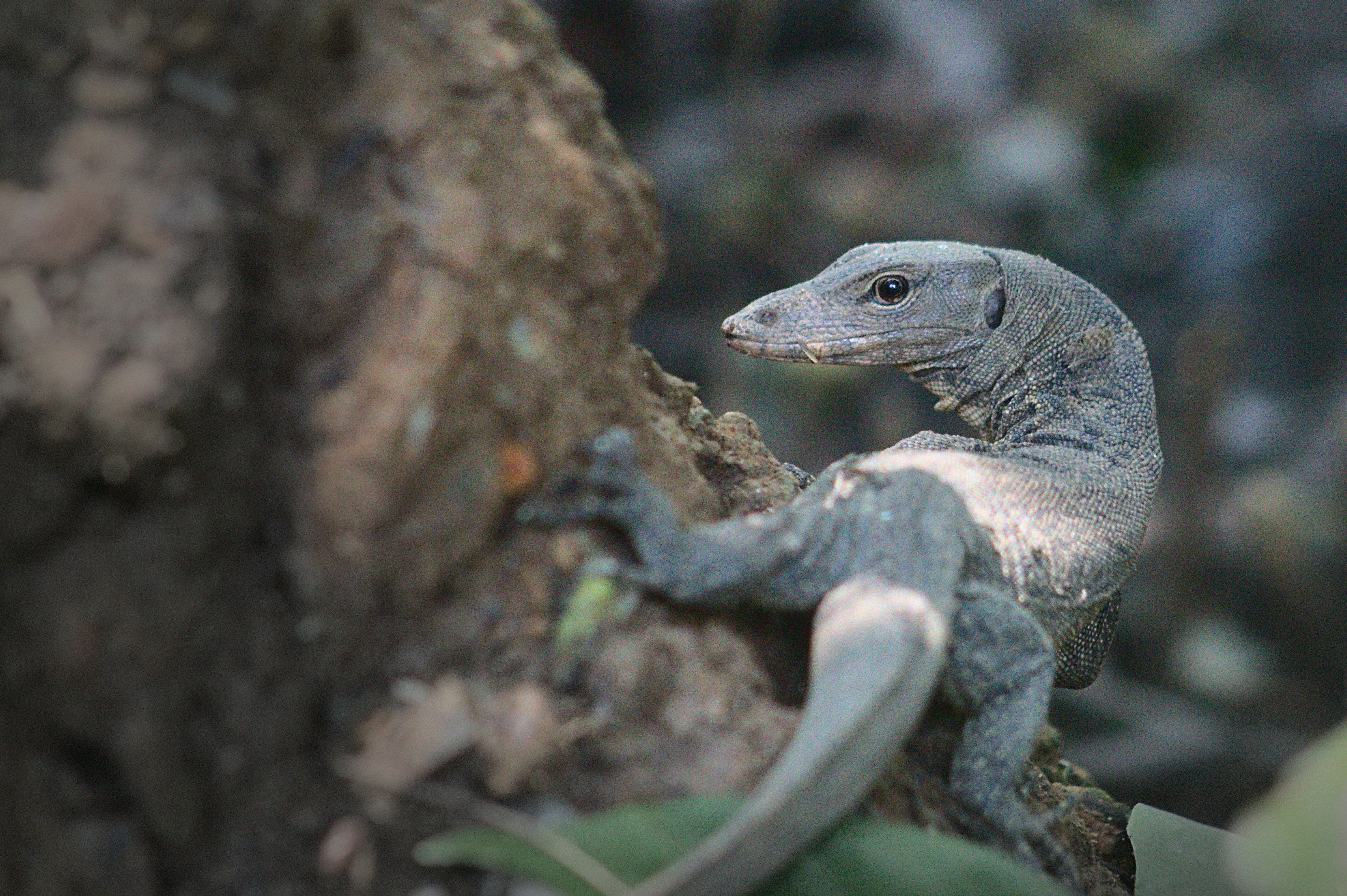 Photo by giuliogabrieli