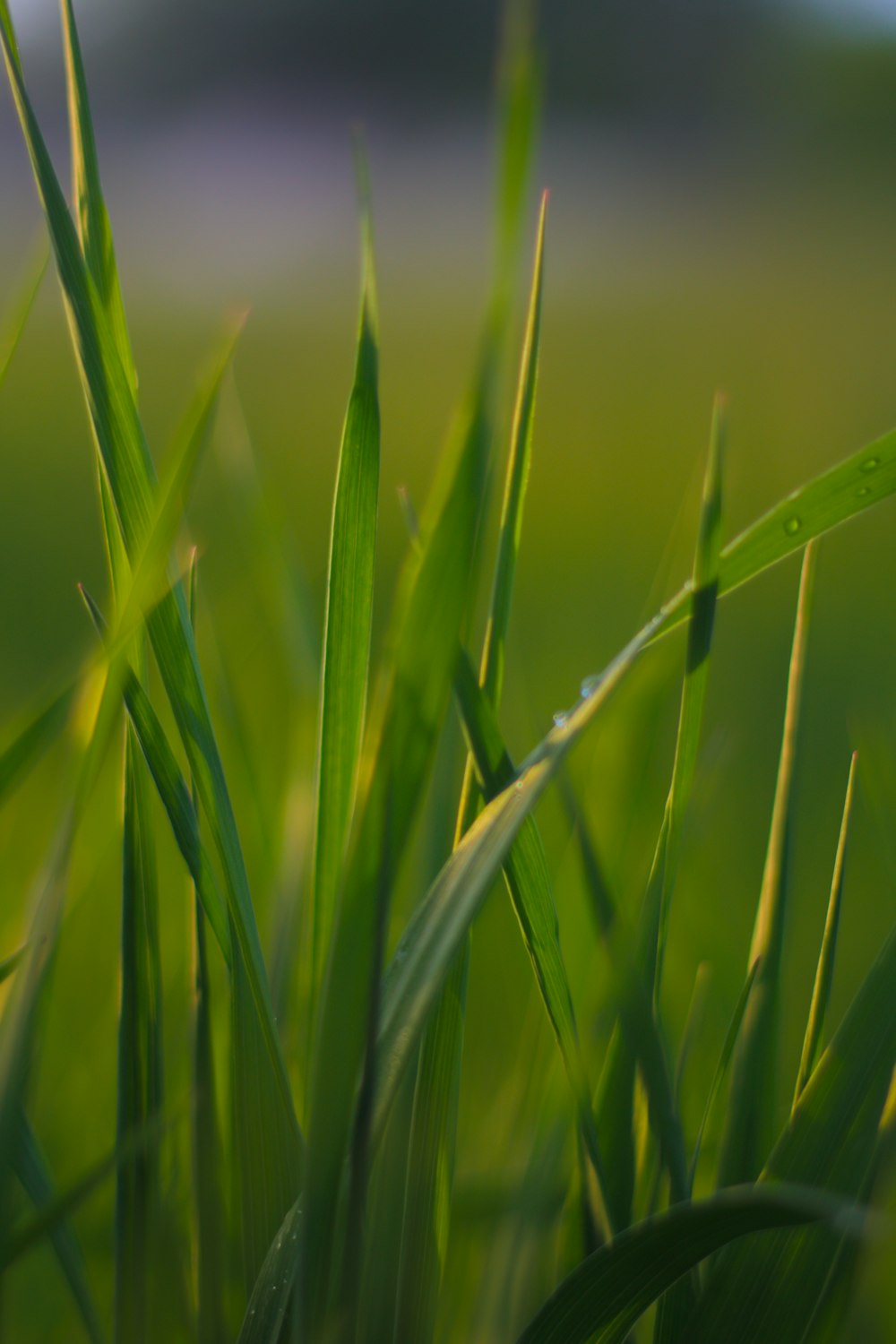 green grass field during daytime photo – Free Green Image on Unsplash