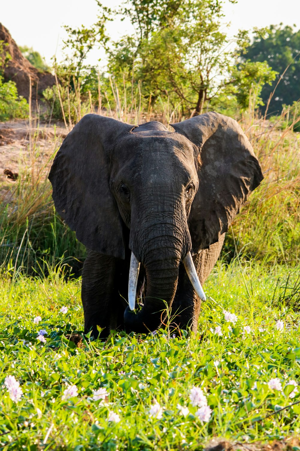 elephant walking on green grass during daytime