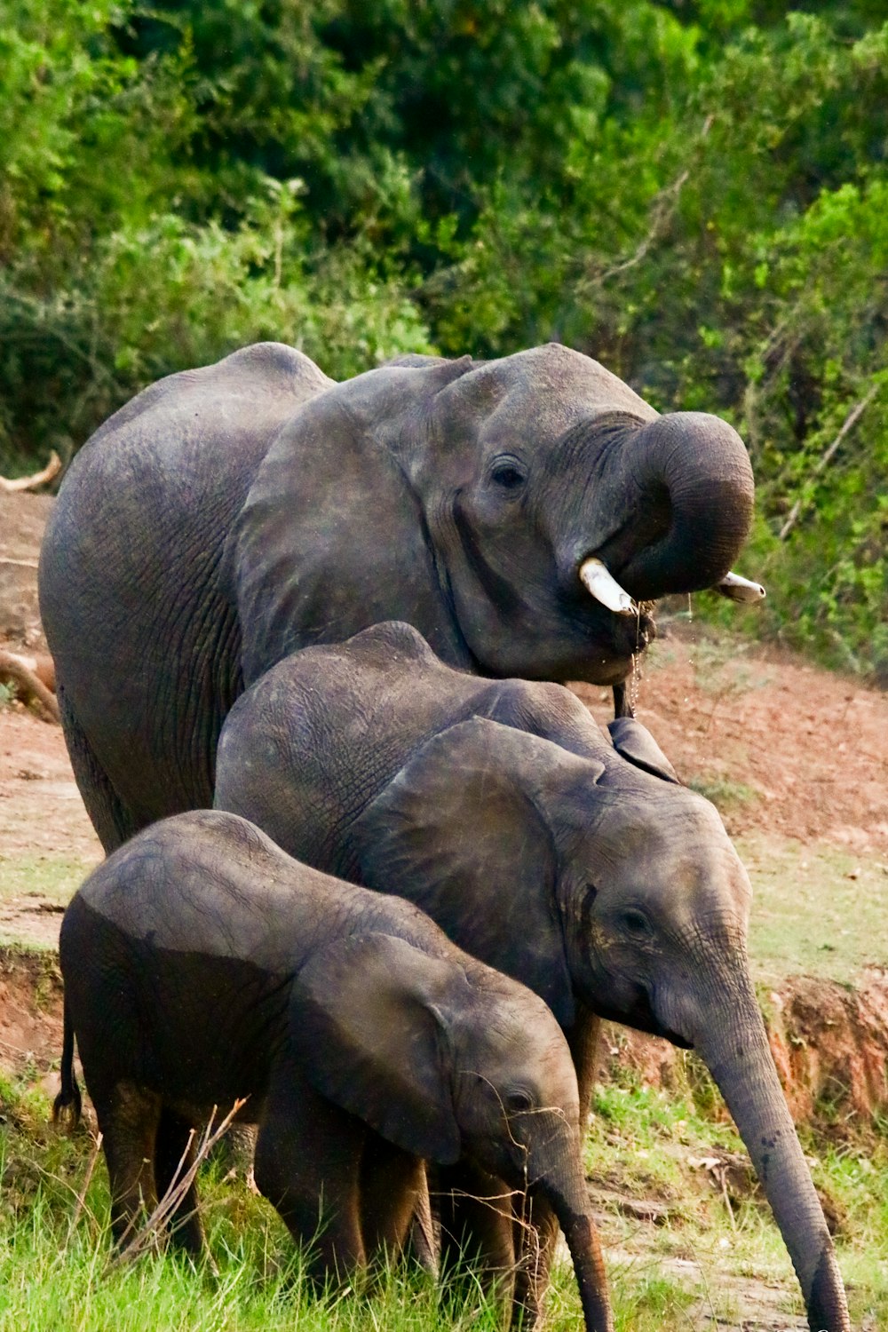 gray elephant and calf on brown soil during daytime