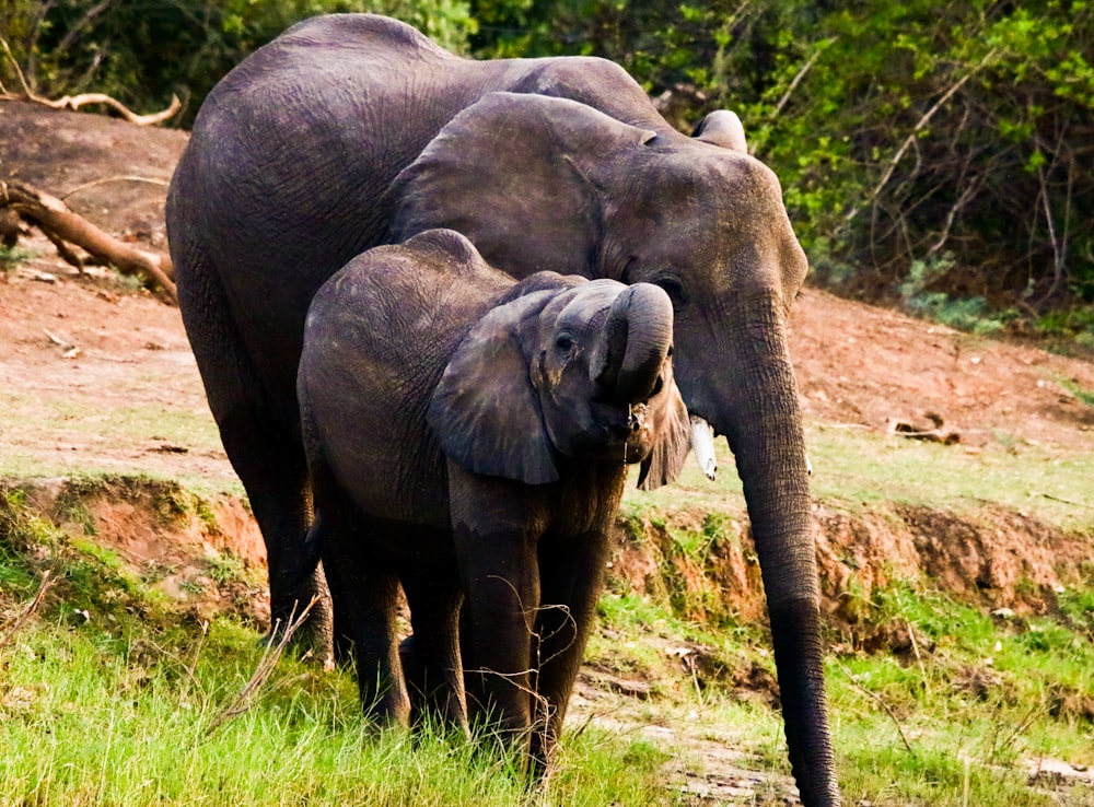 elephant walking on green grass during daytime