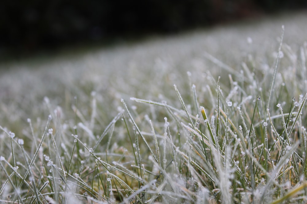 white and green grass field