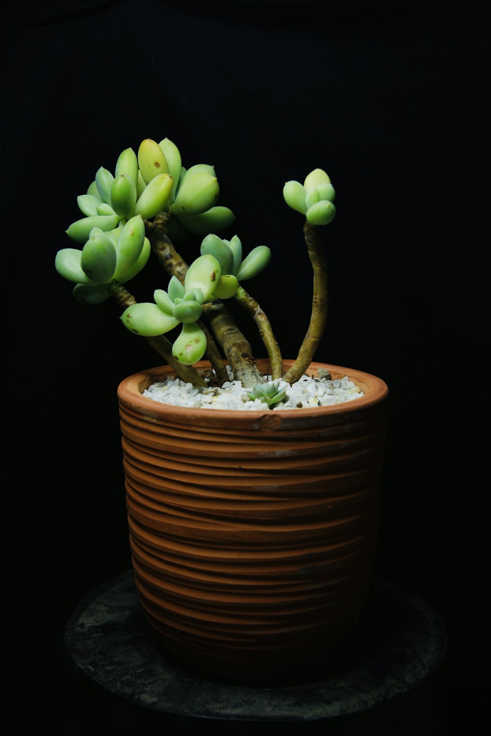 green plant on brown clay pot