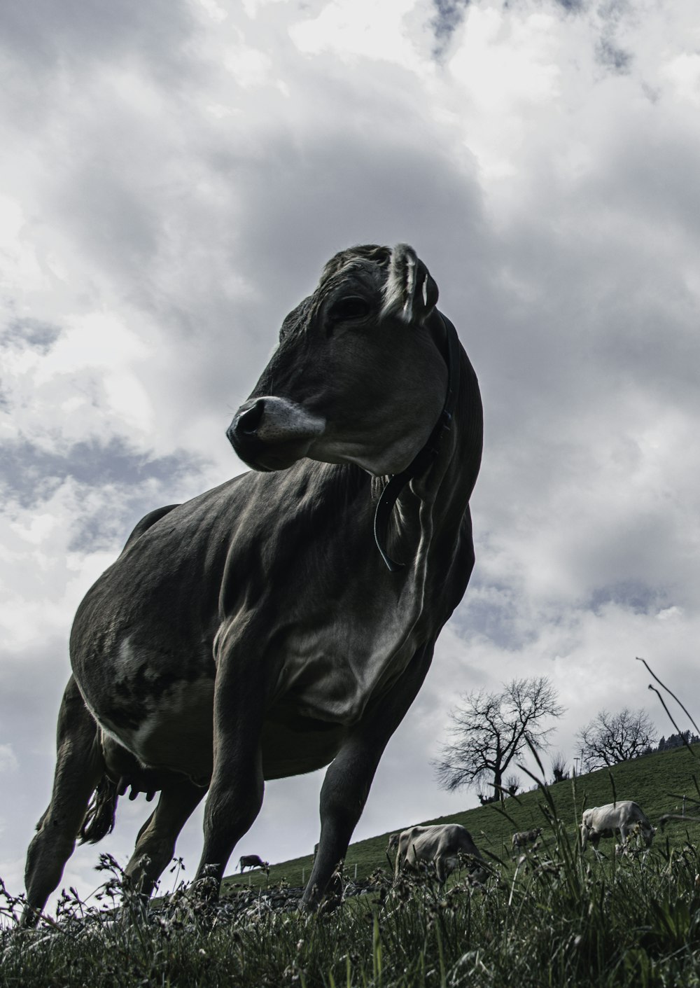 black and white cow on green grass field under white clouds during daytime