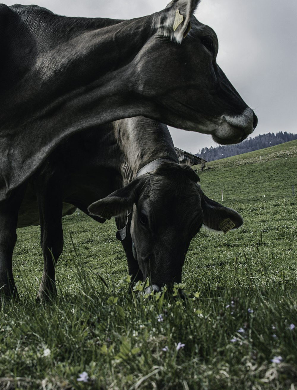 mucca nera sul campo di erba verde durante il giorno