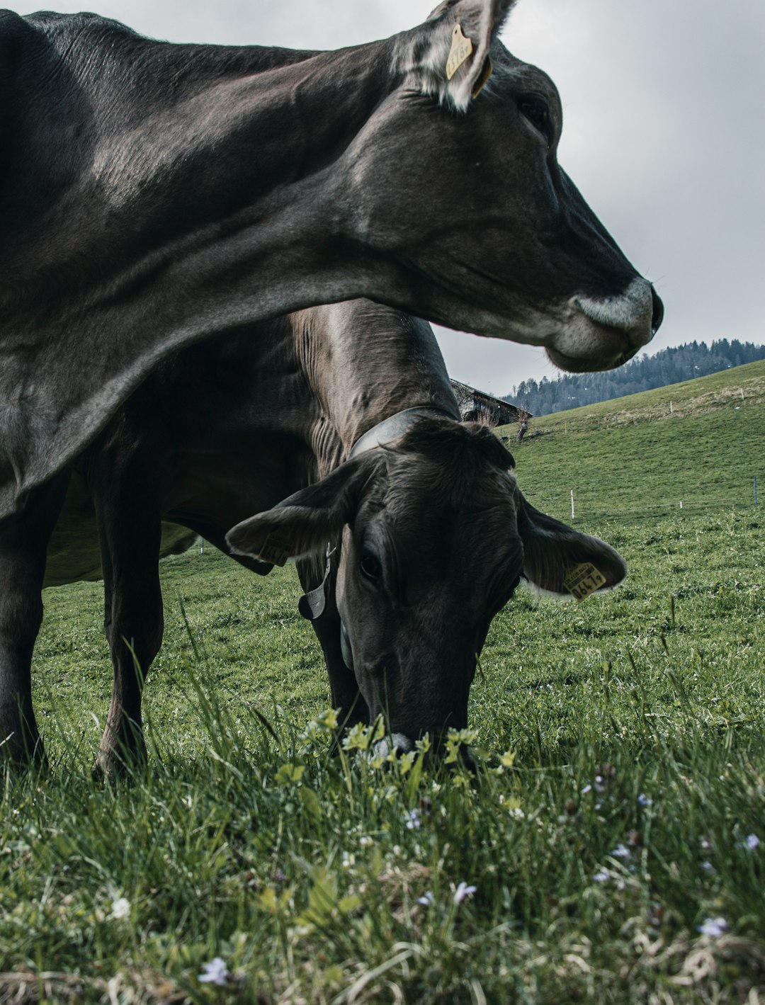 black cow on green grass field during daytime