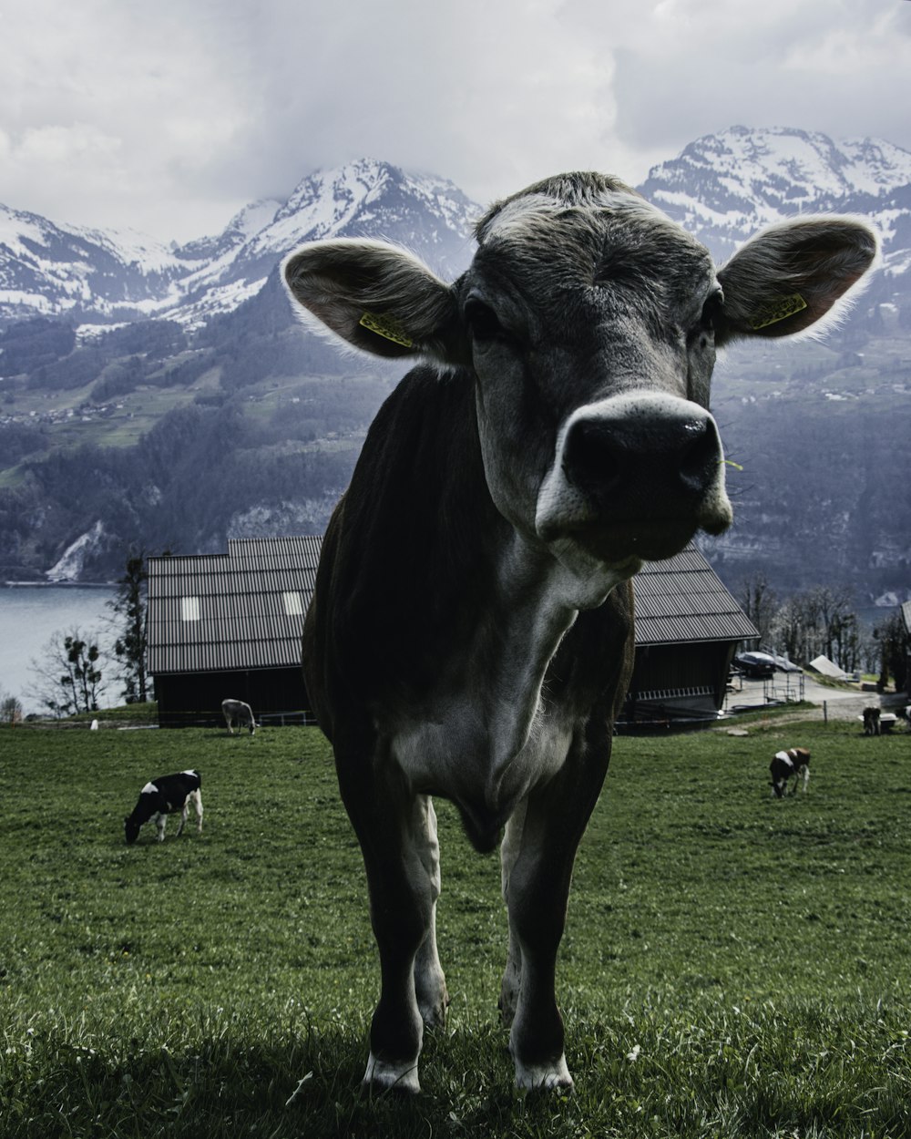 black and white cow on green grass field during daytime