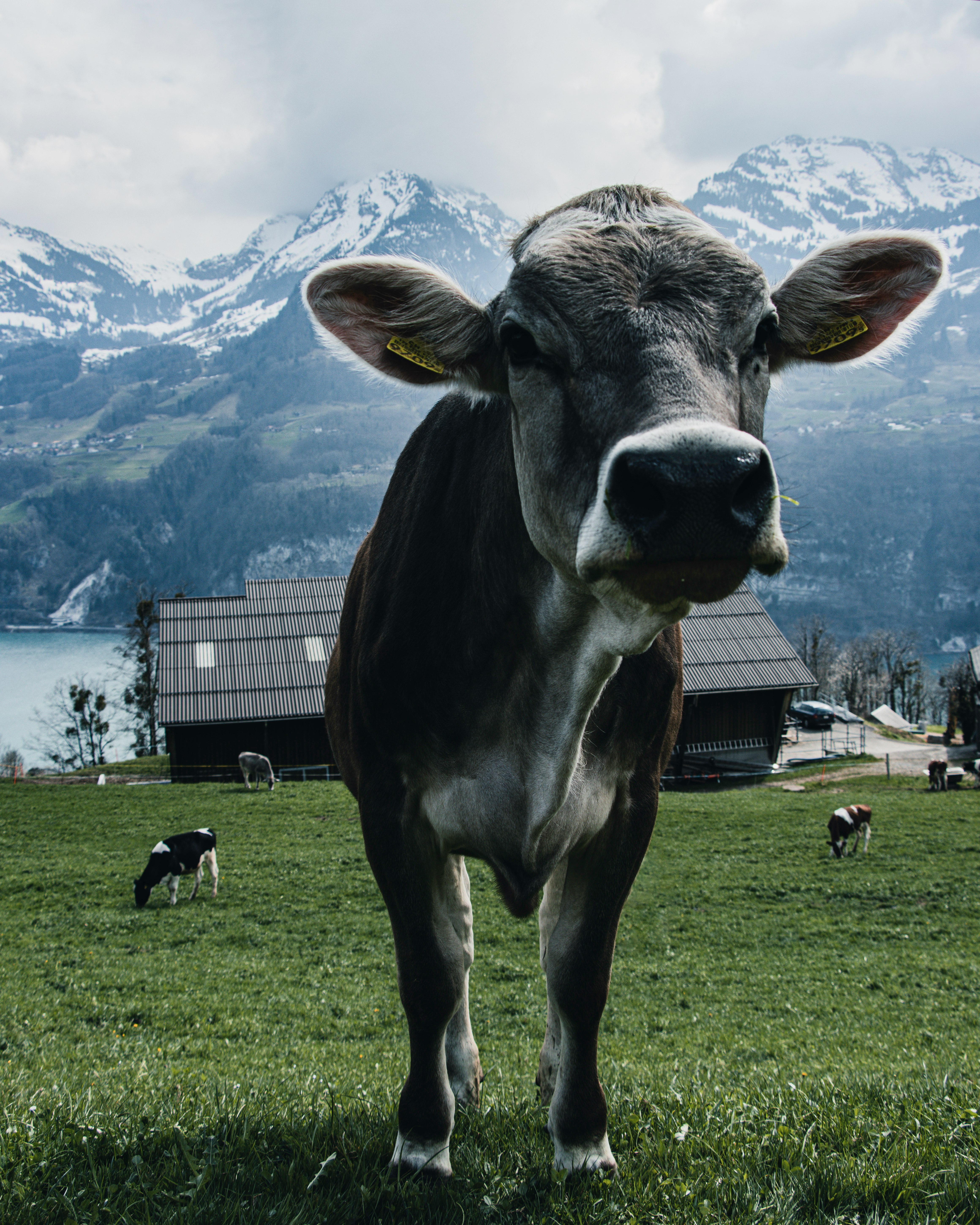 black and white cow on green grass field during daytime