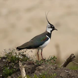 Iraq Hatch bird displaying its striking plumage against a backdrop of green fields.