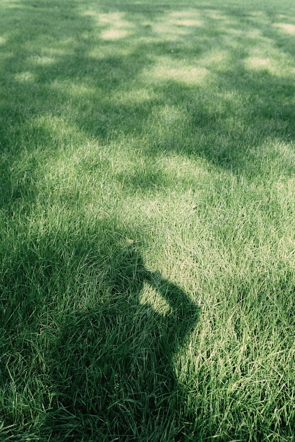 green grass field during daytime