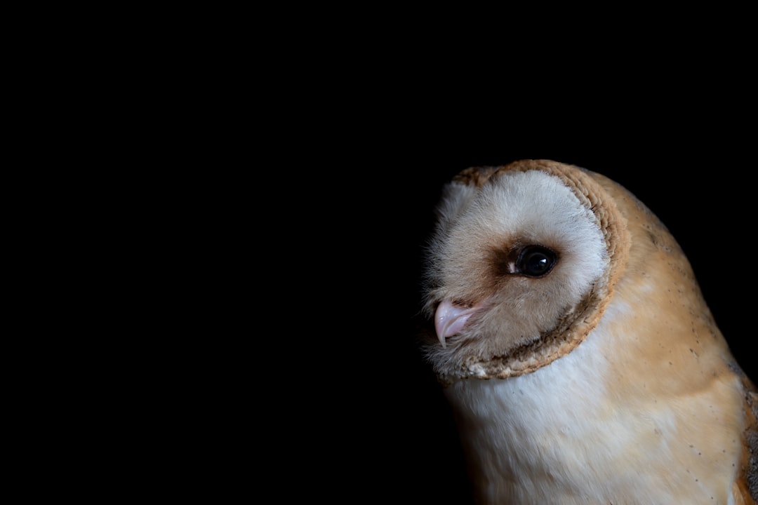 white and brown owl with black background