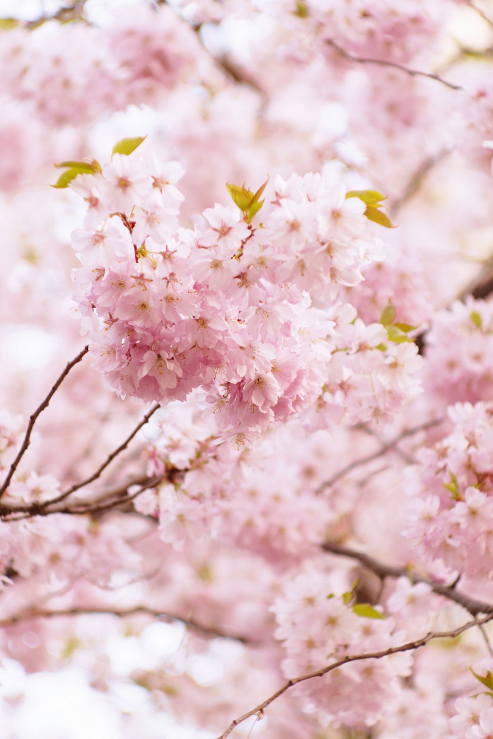 pink cherry blossom in bloom during daytime