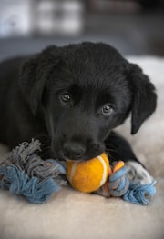black labrador retriever puppy biting yellow ball