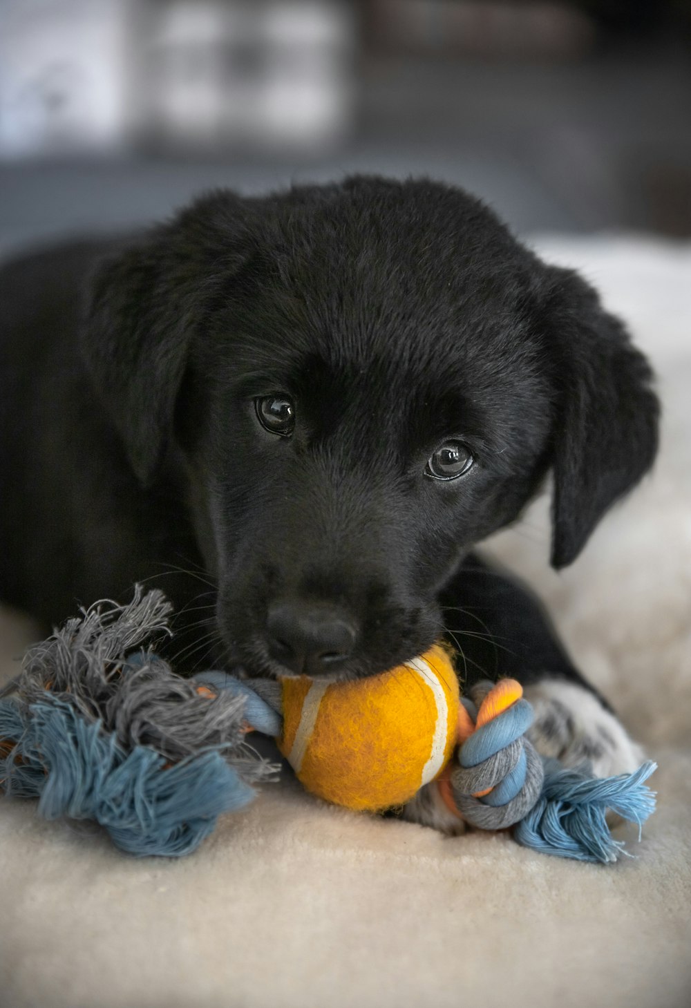 black labrador retriever puppy biting yellow ball