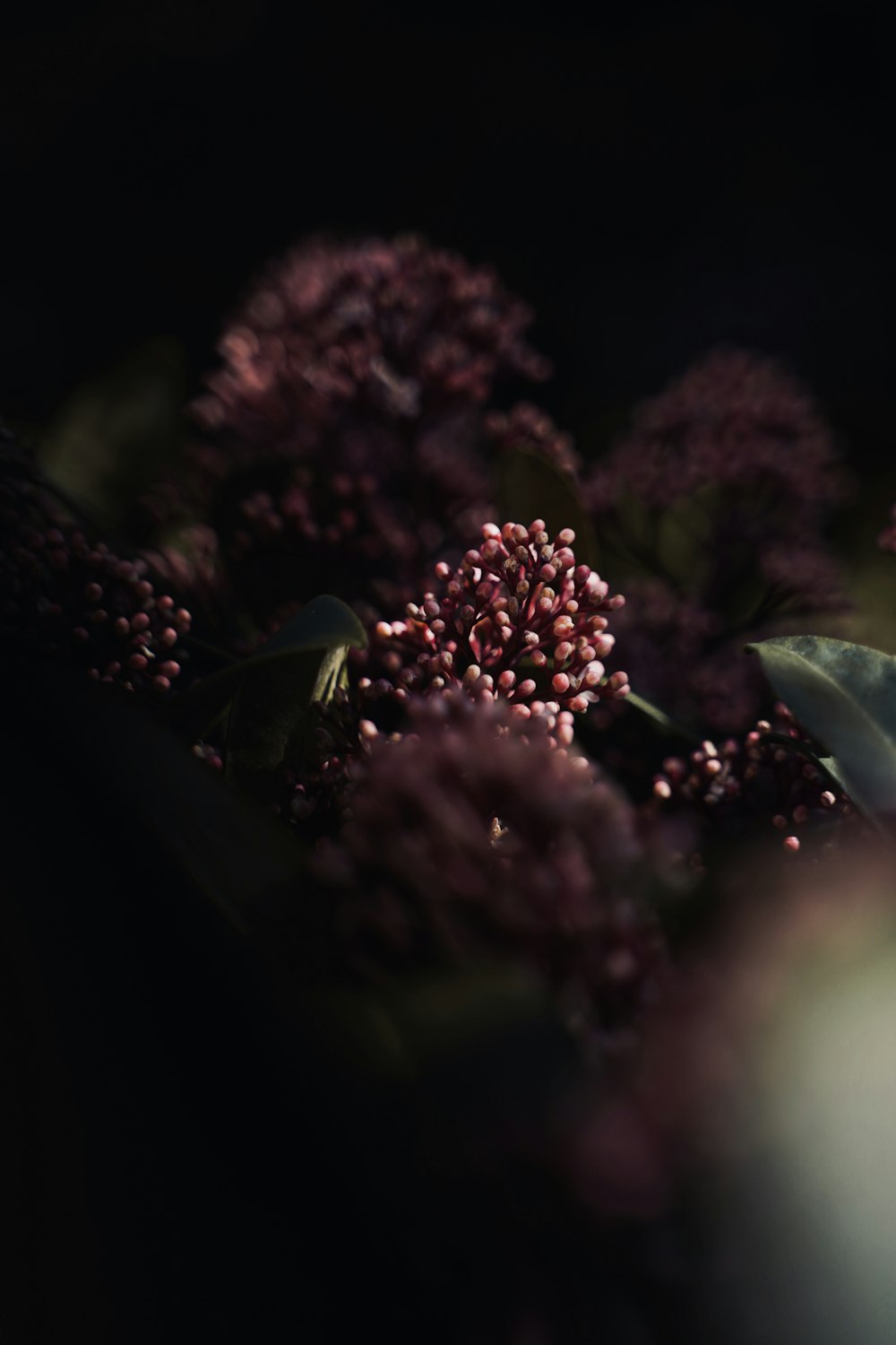 purple flower in macro lens