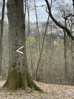 A tree trunk marked with a large white arrow symbol stands in a forest. The surrounding area is filled with leafless trees and a carpet of brown fallen leaves covers the ground. The scene conveys a natural and tranquil woodland environment with overcast skies.