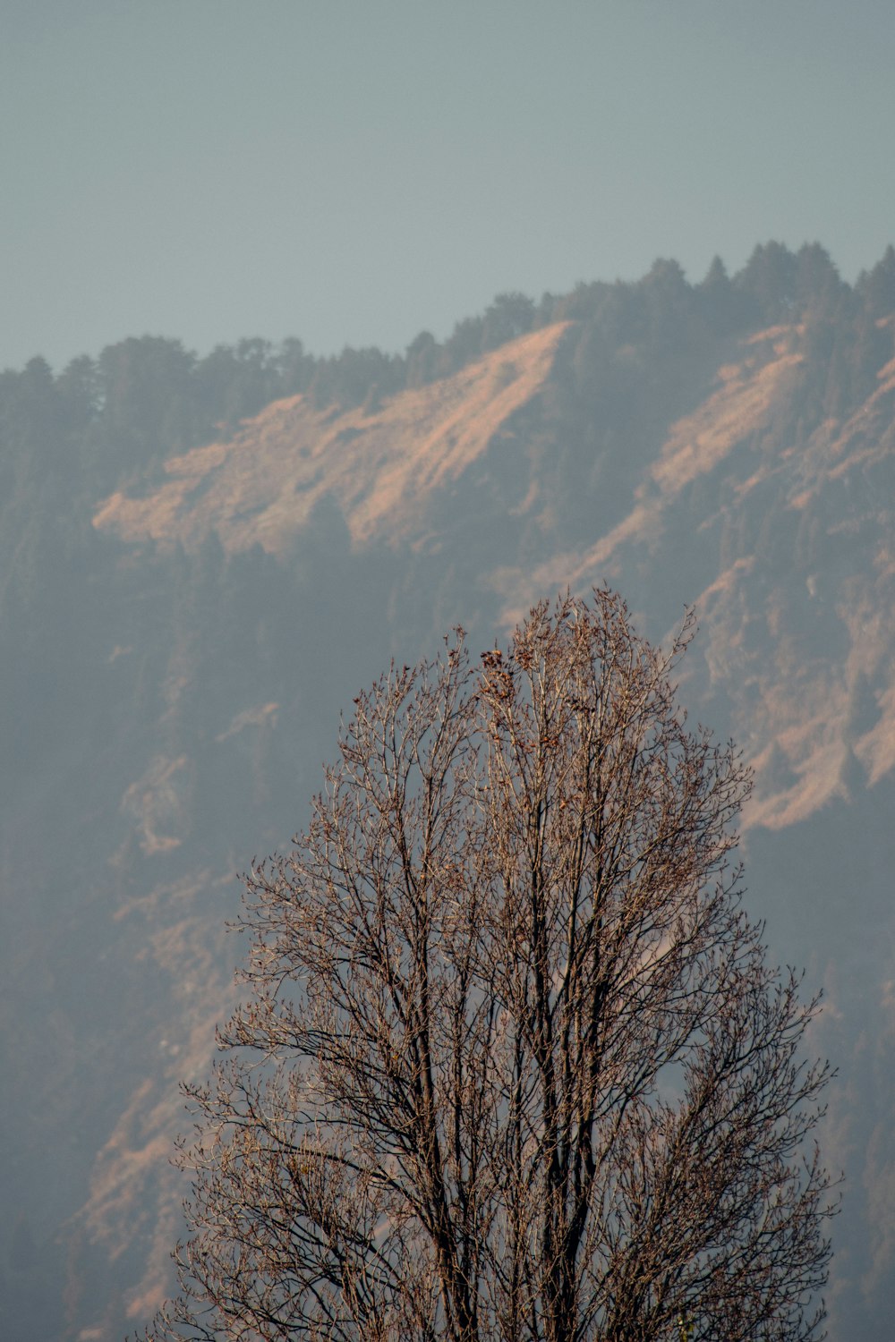 albero nudo marrone sulla montagna marrone durante il giorno