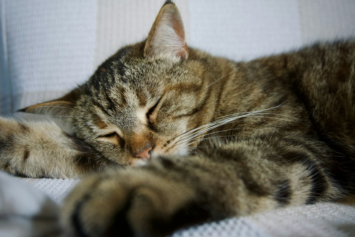 Brown tabby cat resting on a white cushion