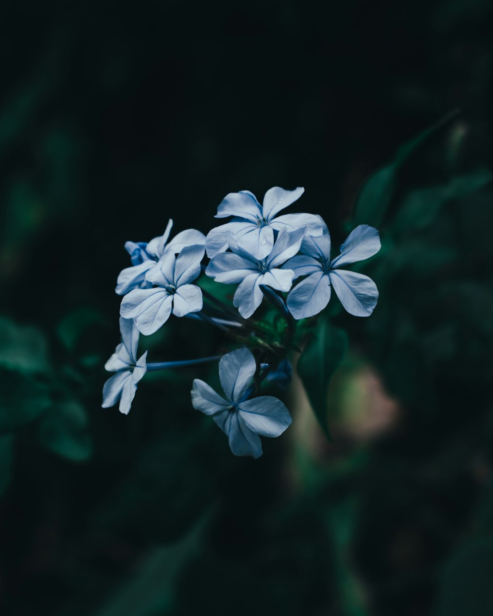 blue flower in tilt shift lens