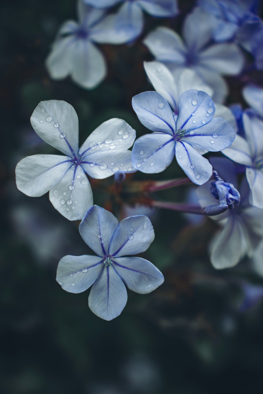 white and purple flower in tilt shift lens