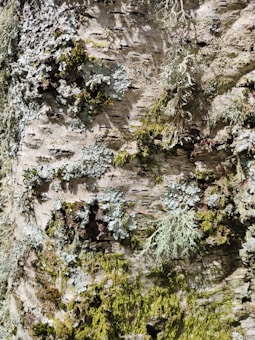 The close-up image captures the textured surface of a tree bark covered with various types of lichen and moss. The bark is light brown with darker grooves, while the lichen and moss exhibit shades of green, gray, and white, forming intricate patterns.