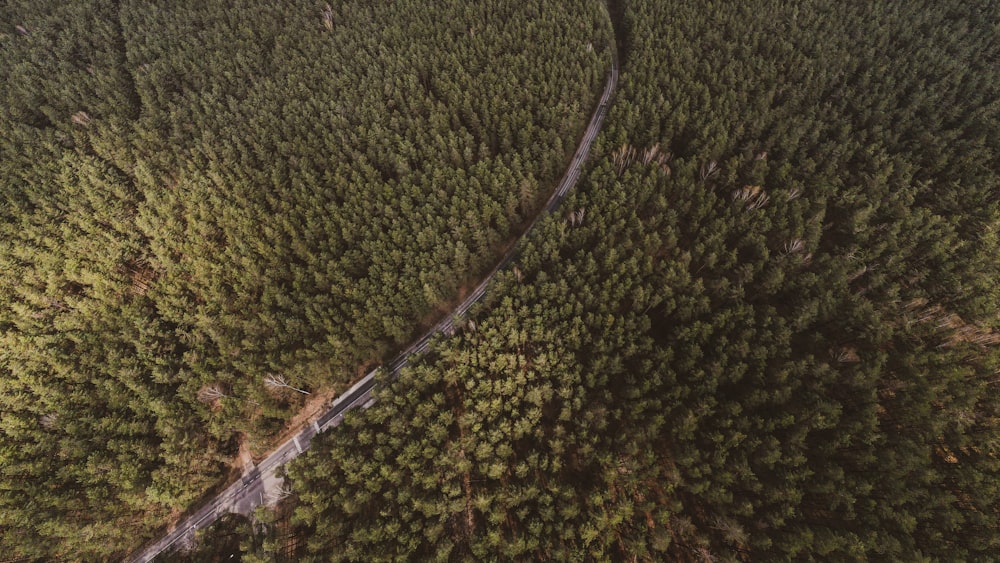 aerial view of green trees and road