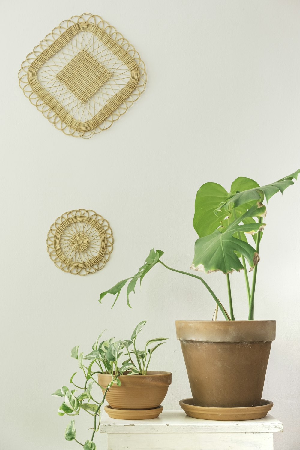 green plant on brown clay pot