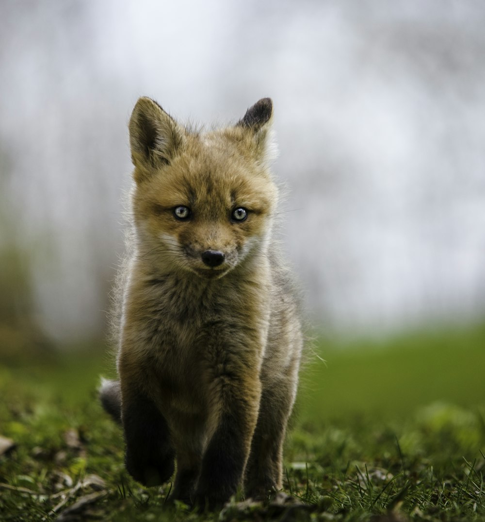 brown fox on green grass during daytime