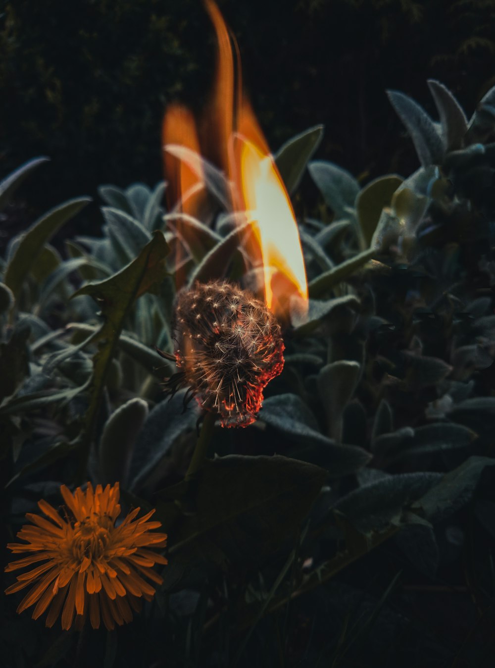 orange and black flower in close up photography